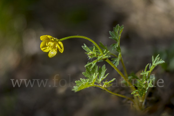 Knolliger Hahnenfuß (Ranunculus bulbosus)