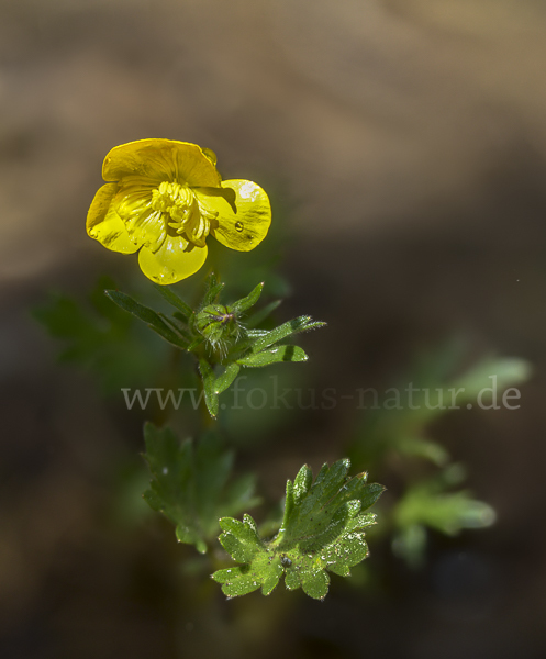 Knolliger Hahnenfuß (Ranunculus bulbosus)