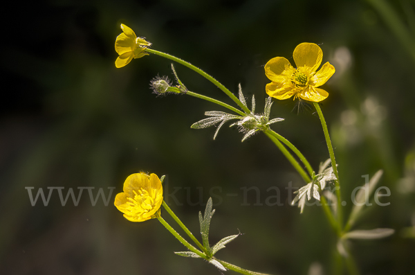 Knolliger Hahnenfuß (Ranunculus bulbosus)