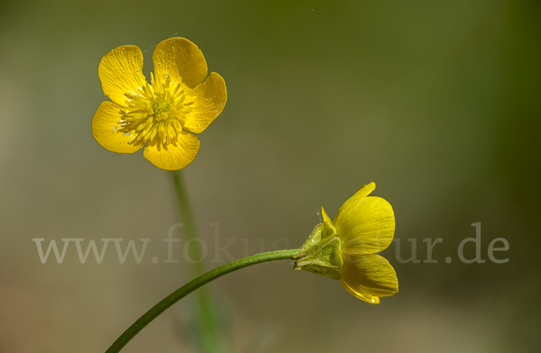 Knolliger Hahnenfuß (Ranunculus bulbosus)