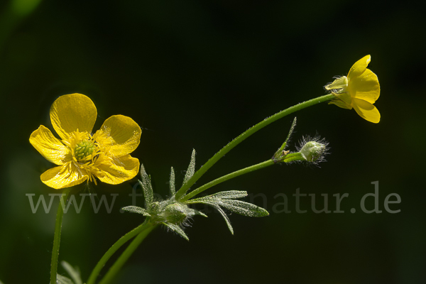 Knolliger Hahnenfuß (Ranunculus bulbosus)