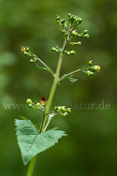 Knotige Braunwurz (Scrophularia nodosa)