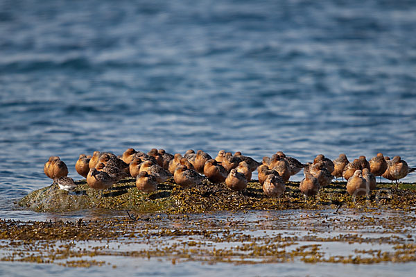 Knutt (Calidris canutus)