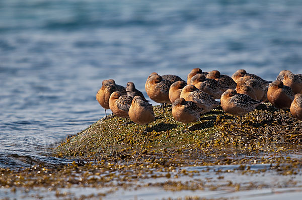 Knutt (Calidris canutus)