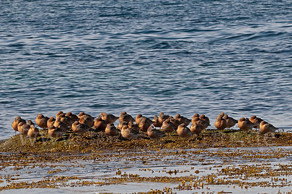 Knutt (Calidris canutus)