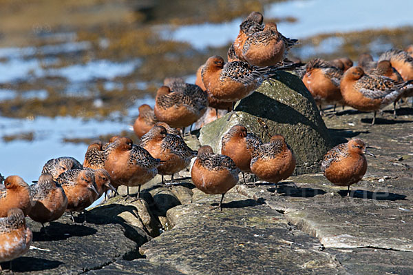 Knutt (Calidris canutus)