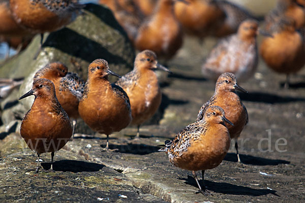 Knutt (Calidris canutus)