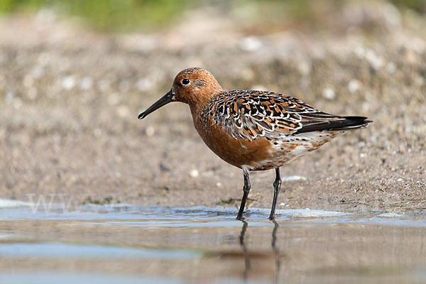 Knutt (Calidris canutus)