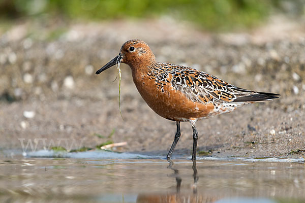 Knutt (Calidris canutus)