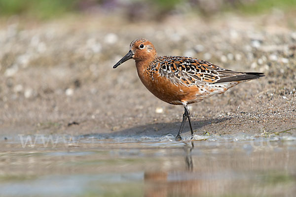 Knutt (Calidris canutus)