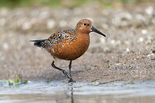 Knutt (Calidris canutus)