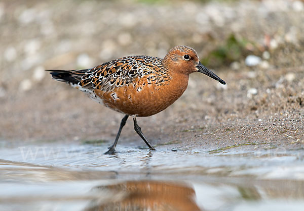 Knutt (Calidris canutus)