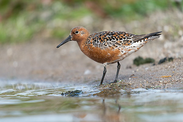 Knutt (Calidris canutus)