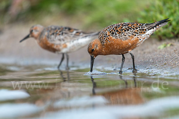 Knutt (Calidris canutus)