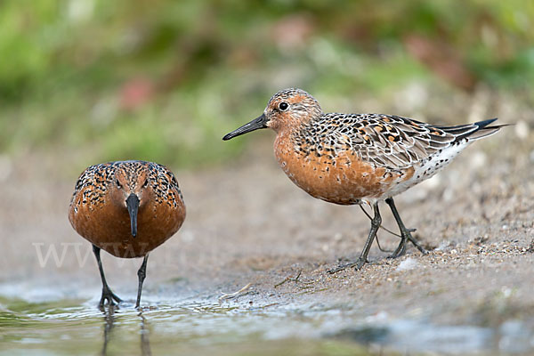 Knutt (Calidris canutus)