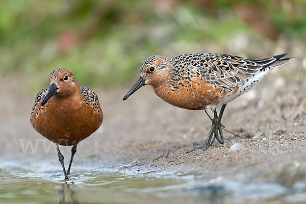 Knutt (Calidris canutus)