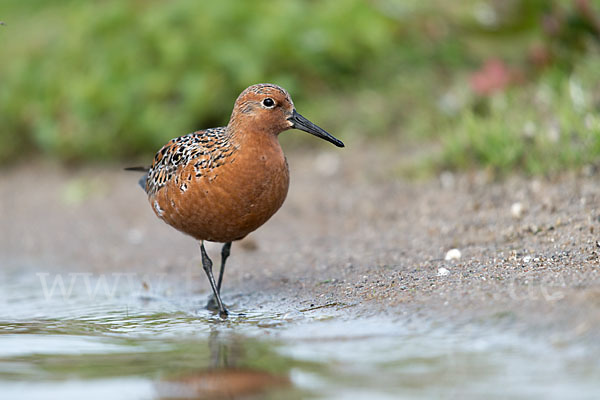 Knutt (Calidris canutus)