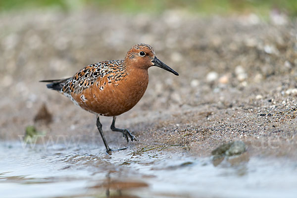 Knutt (Calidris canutus)