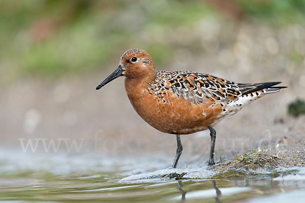 Knutt (Calidris canutus)