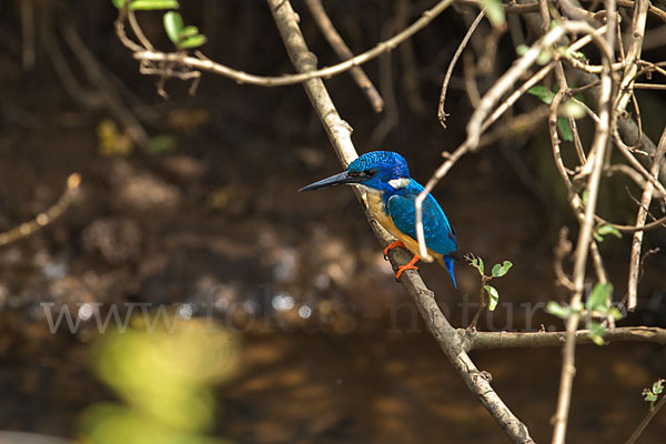 Kobalteisvogel (Alcedo semitorquata)