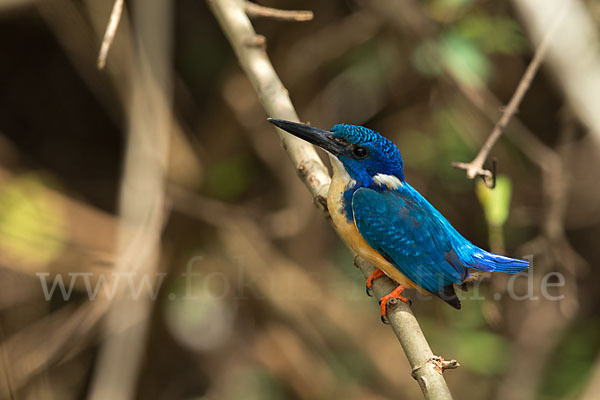 Kobalteisvogel (Alcedo semitorquata)