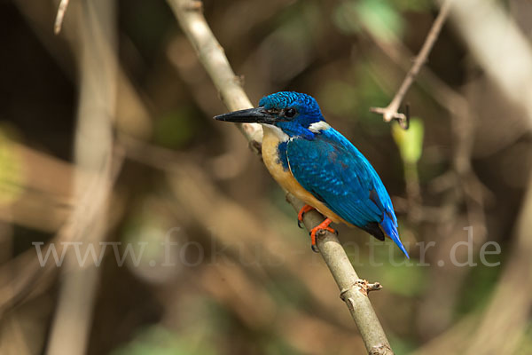 Kobalteisvogel (Alcedo semitorquata)