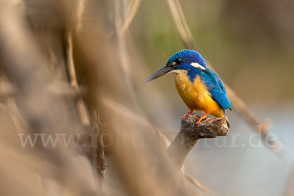 Kobalteisvogel (Alcedo semitorquata)