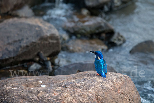 Kobalteisvogel (Alcedo semitorquata)