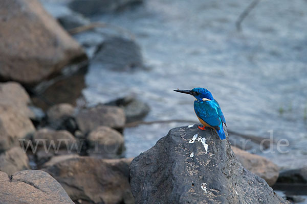 Kobalteisvogel (Alcedo semitorquata)