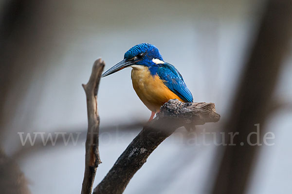 Kobalteisvogel (Alcedo semitorquata)