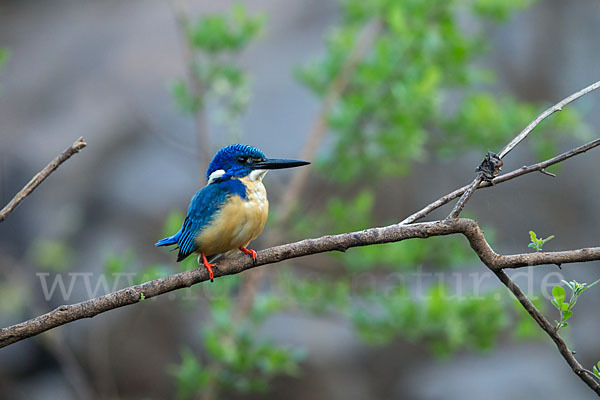 Kobalteisvogel (Alcedo semitorquata)