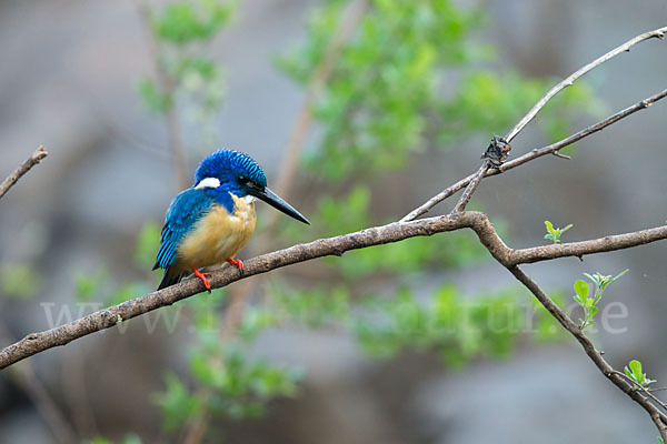 Kobalteisvogel (Alcedo semitorquata)