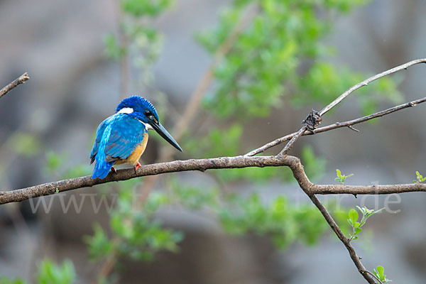 Kobalteisvogel (Alcedo semitorquata)