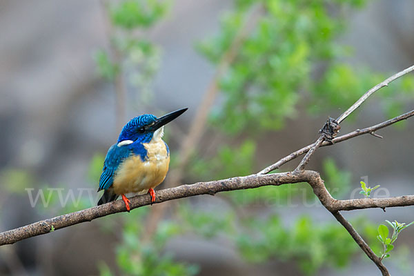 Kobalteisvogel (Alcedo semitorquata)