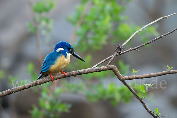 Kobalteisvogel (Alcedo semitorquata)