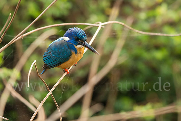 Kobalteisvogel (Alcedo semitorquata)