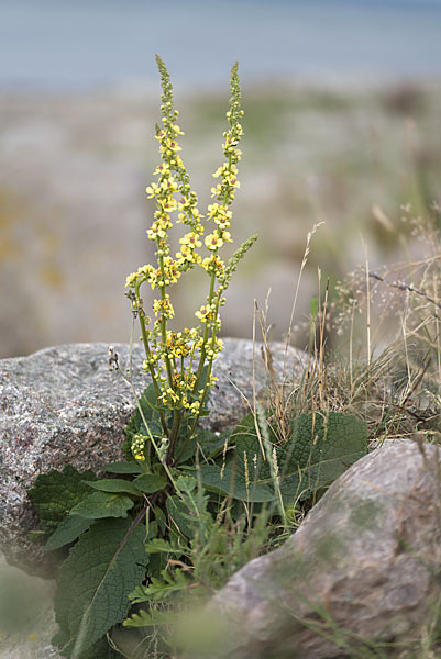 Königskerze (Verbascum spec.)