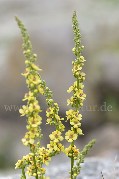 Königskerze (Verbascum spec.)