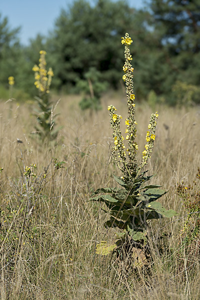 Königskerze (Verbascum spec.)