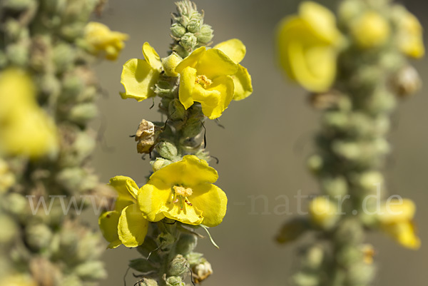 Königskerze (Verbascum spec.)