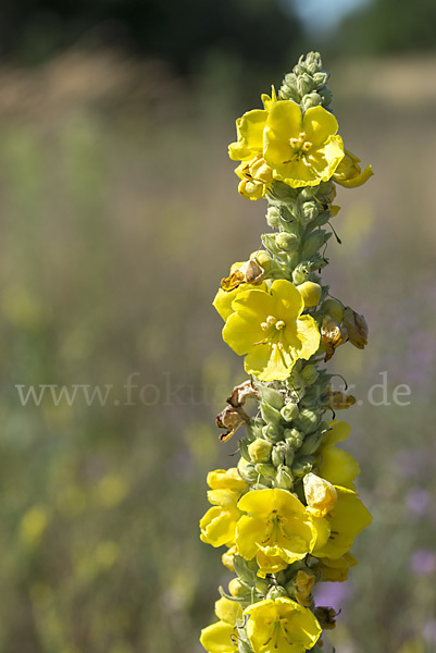 Königskerze (Verbascum spec.)