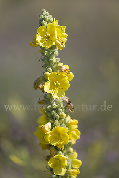 Königskerze (Verbascum spec.)