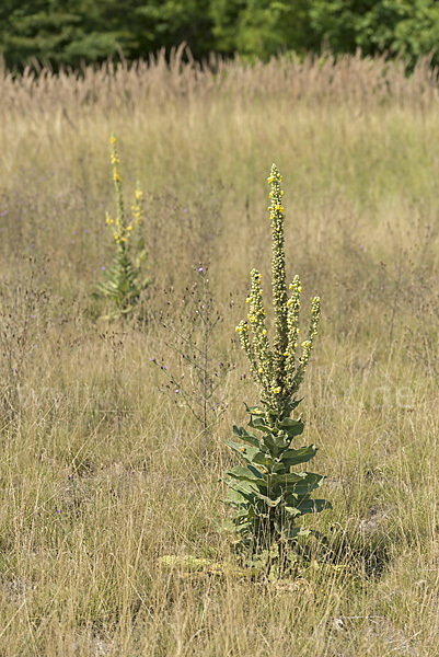 Königskerze (Verbascum spec.)