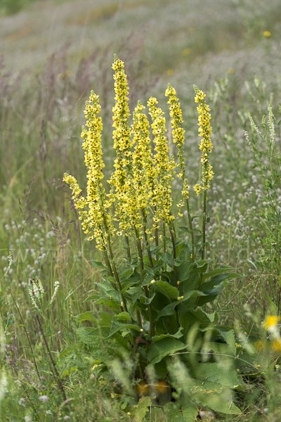 Königskerze (Verbascum spec.)