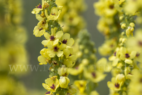 Königskerze (Verbascum spec.)