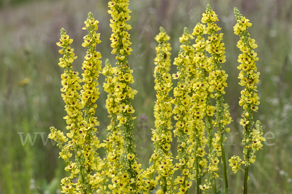 Königskerze (Verbascum spec.)