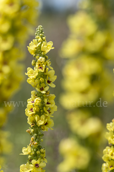 Königskerze (Verbascum spec.)