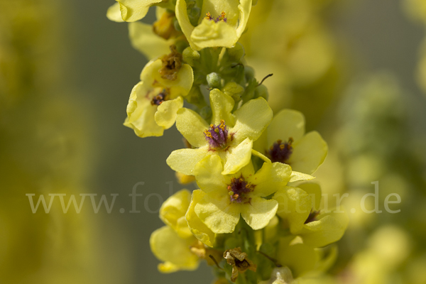 Königskerze (Verbascum spec.)