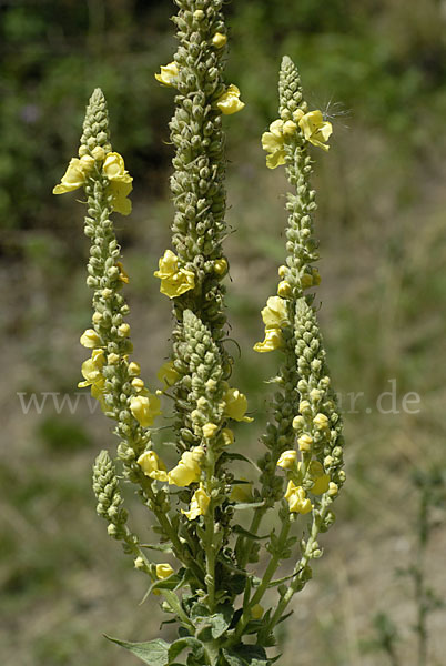 Königskerze (Verbascum spec.)