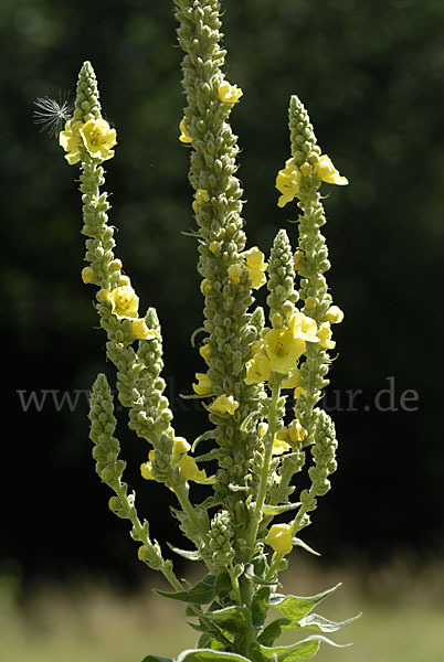 Königskerze (Verbascum spec.)